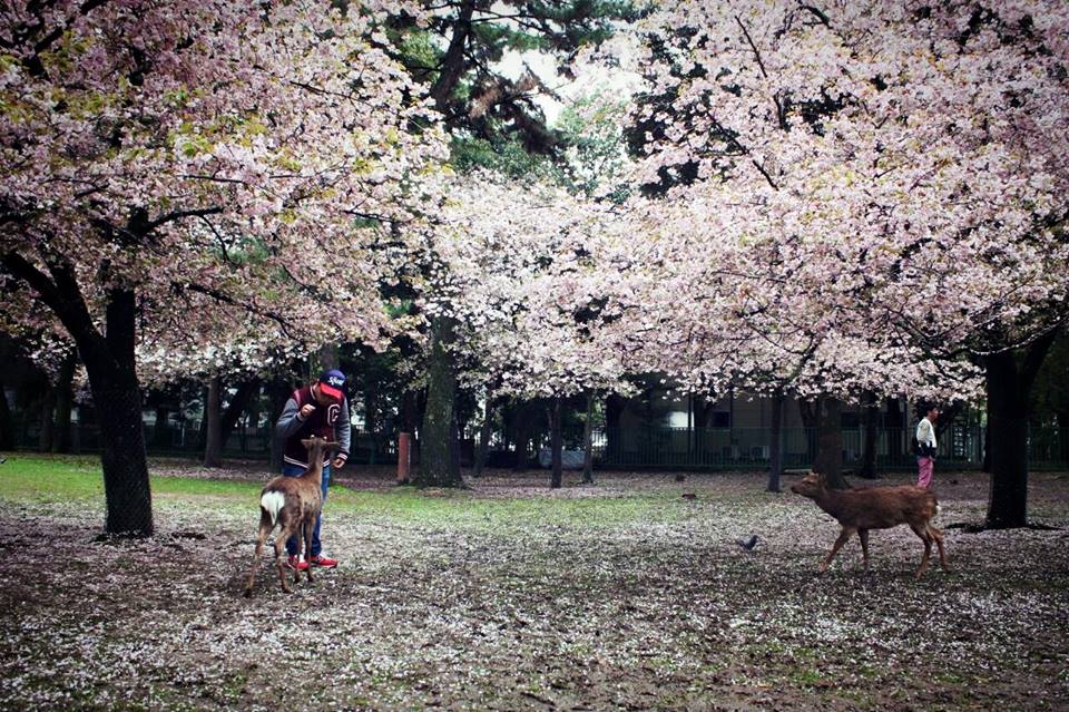 013奈良的鹿與櫻花