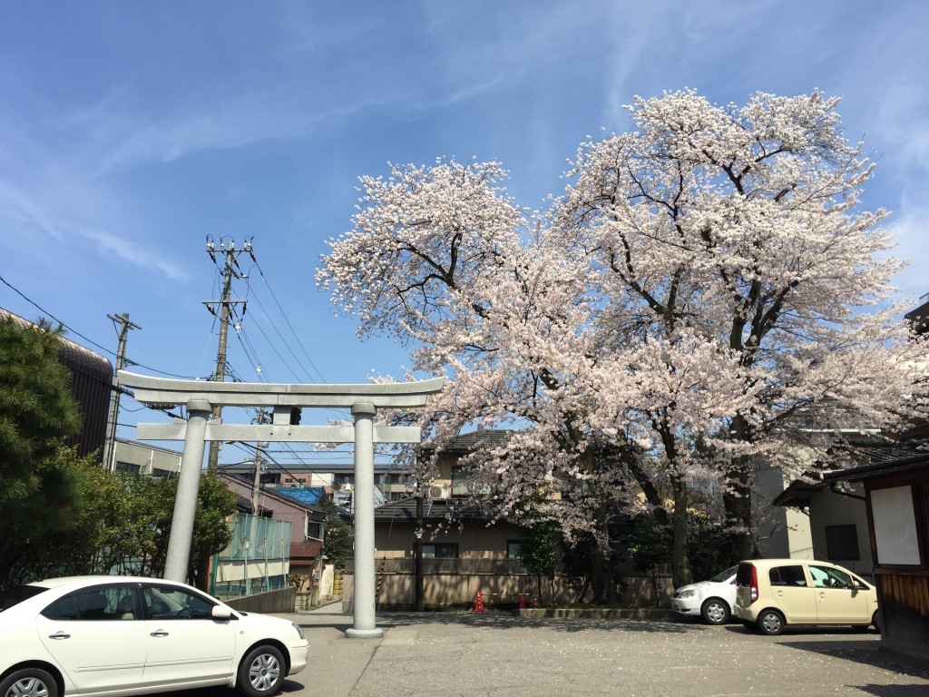 金澤尾崎神社的角落，藏了一株豪華的巨大花樹