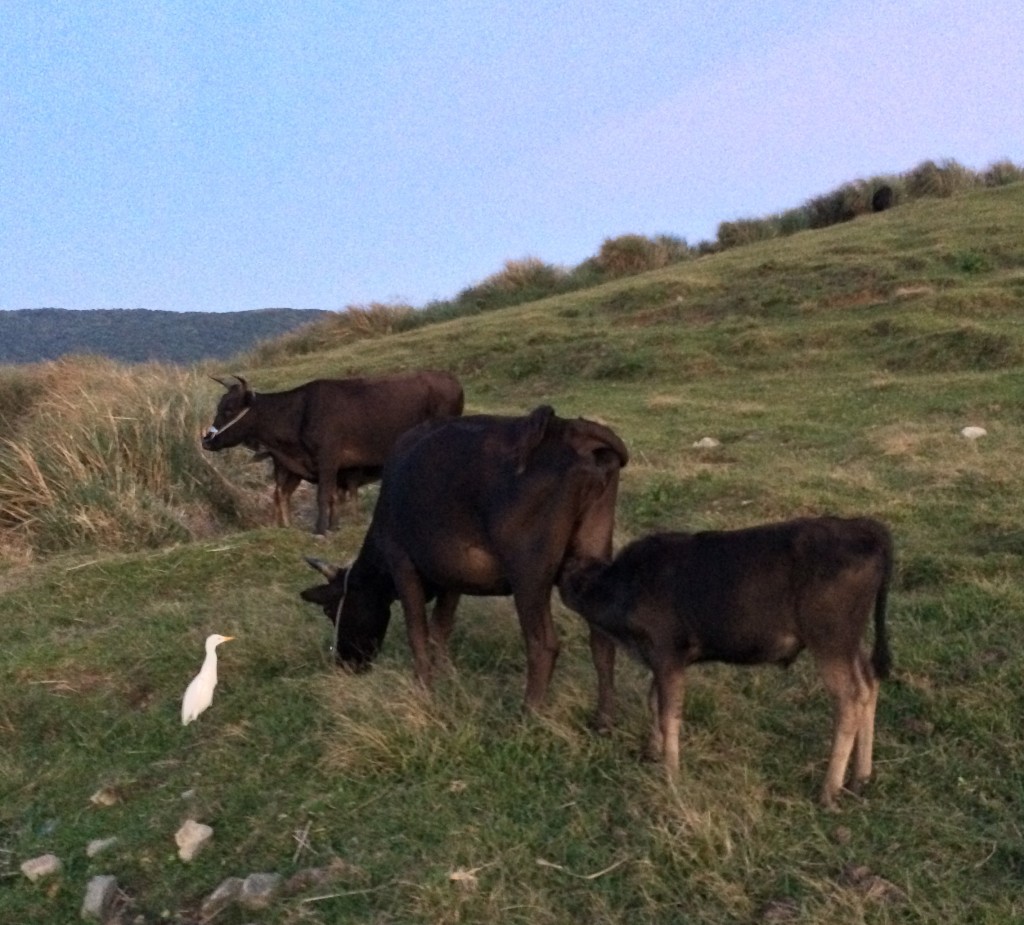 牛媽、牛寶、（有時還有牛背鷺）。（Photo by テツヒコ）