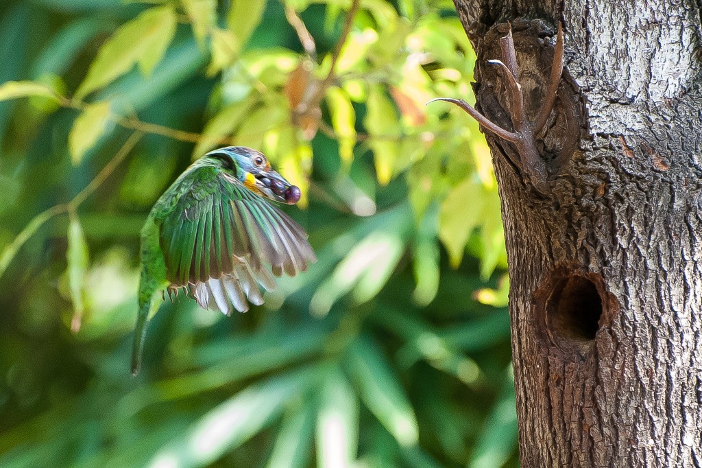 五色鳥是大安森林公園內常見的嬌客。（Photo by Simon Hsu）