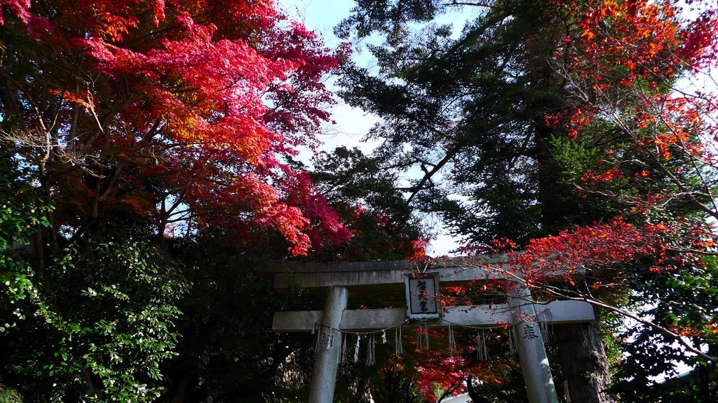 火紅的楓與常青樹的綠，補色對比好不熱鬧。（Photo by L'ombre @ Flickr）