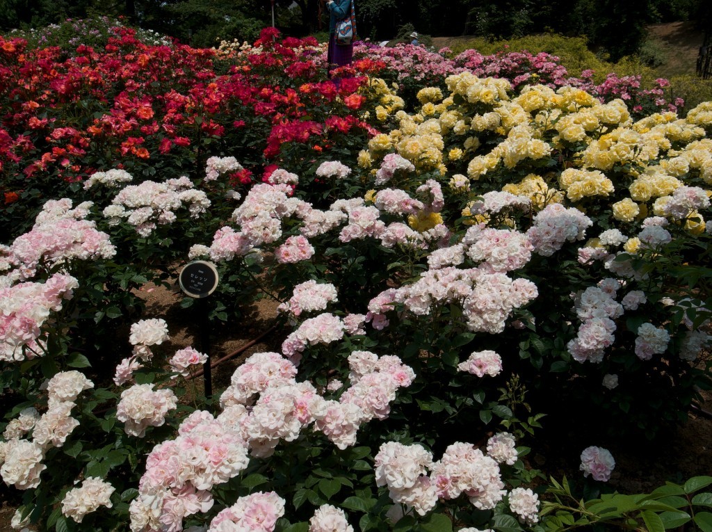 玫瑰園是靭公園的一大看頭。（Photo by whity@Flickr）