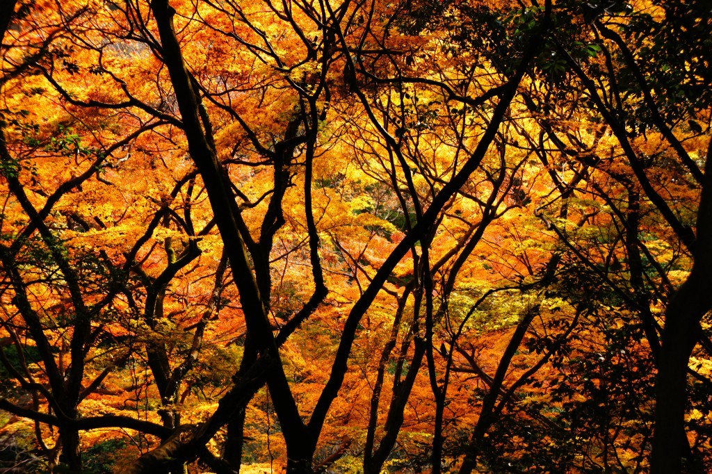 公園境內能一次看盡從黃到紅的秋季漸層。（Photo by chi-chi@662）