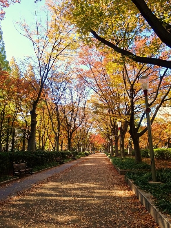 從四橋筋走進靭公園就可看到這般秋色。（Photo by マスターの秘密の居場所）