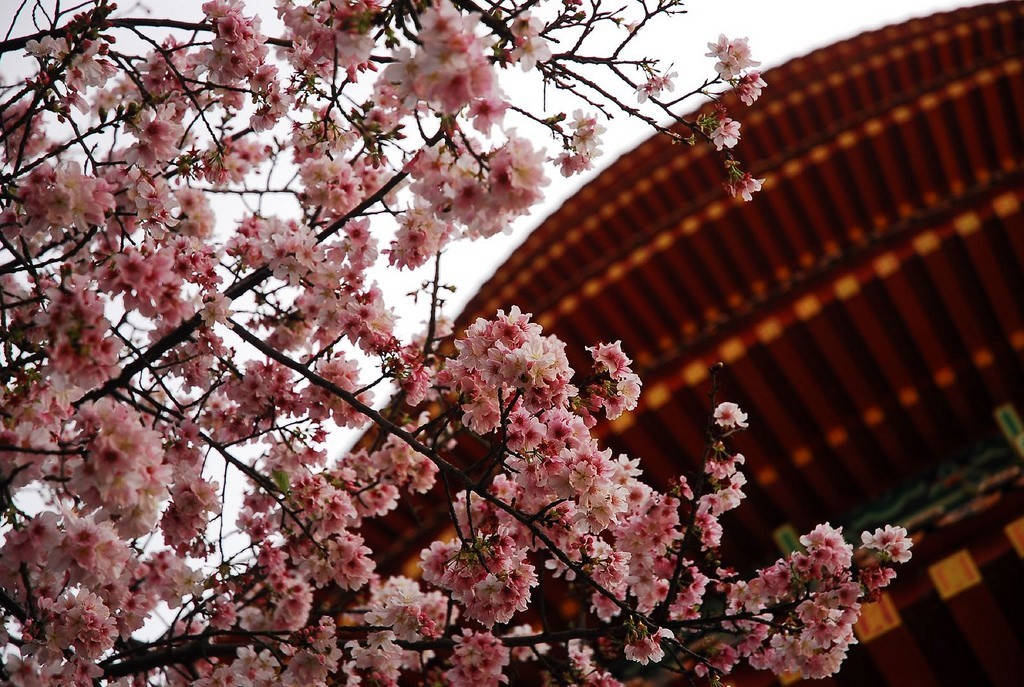 天元宮的櫻花（Photo by Cathy Yeh@Flickr）